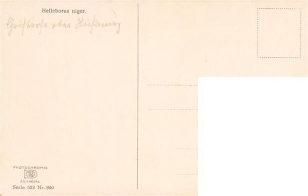 Verlag Photochromie Nr. Nr.940 Serie 522 Helleborus niger – Bild 2