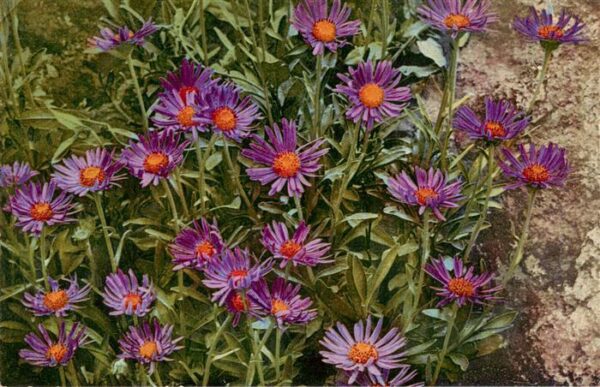 Verlag Photochromie Nr. Nr. 941 Serie 522 Aster alpinus