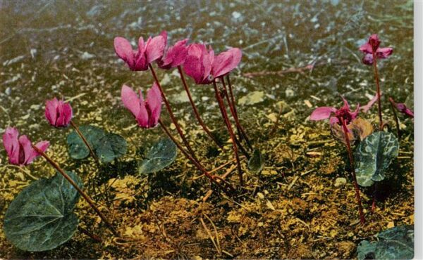 Verlag Photochromie Nr. Nr. 943 Serie 522 Cyclamen europaeum