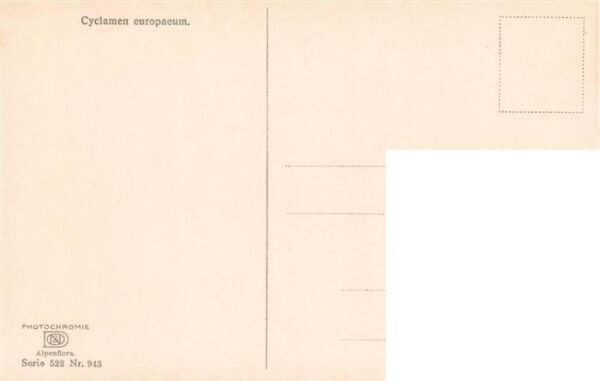 Verlag Photochromie Nr. Nr. 943 Serie 522 Cyclamen europaeum – Bild 2