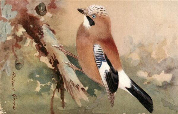 Voegel Birds Oiseaux R.S. Der Haeher Jay