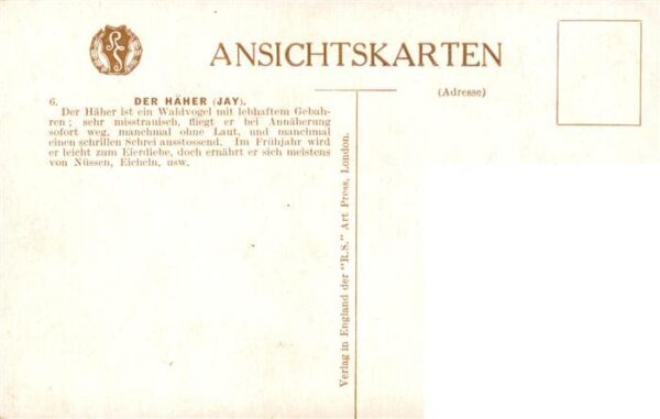 Voegel Birds Oiseaux R.S. Der Haeher Jay – Bild 2