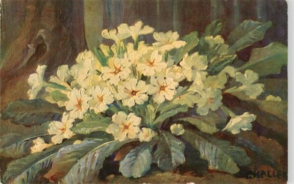 Haller Anna Maison Blanche