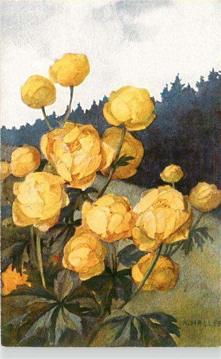 Haller Anna Nr. 207  Gelbe Rosen