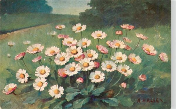 Haller Anna Evilard