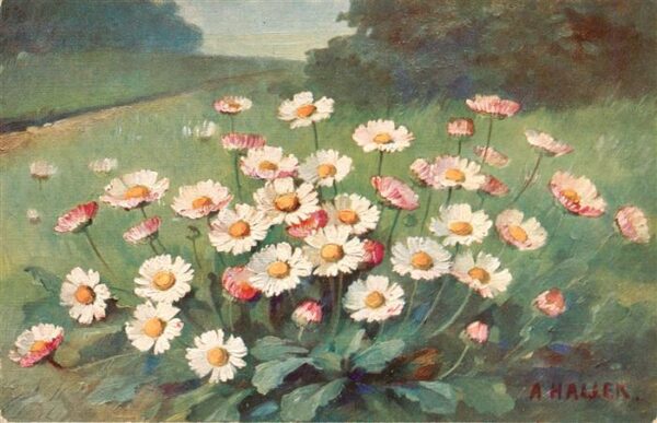 Haller Anna Bluemen