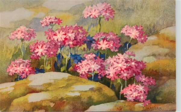 Haller Anna Ne. 328 Primula farinosa L.