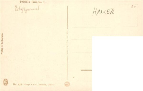 Haller Anna Ne. 328 Primula farinosa L. – Bild 2