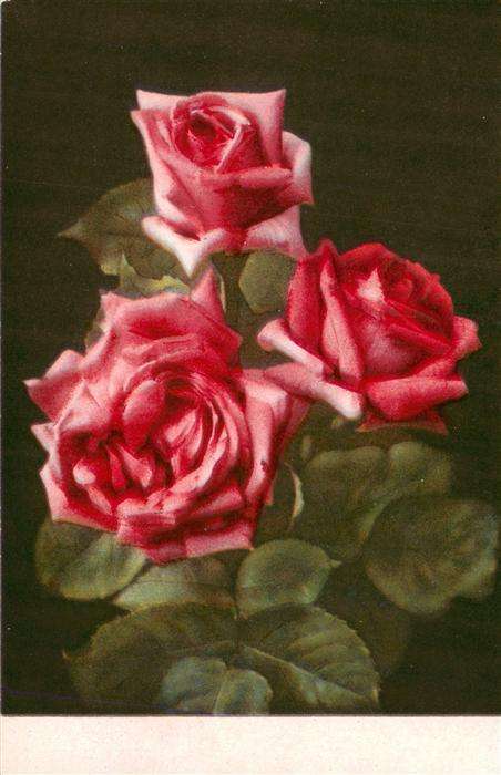 Verlag Meissner und Buch Rote Rossen