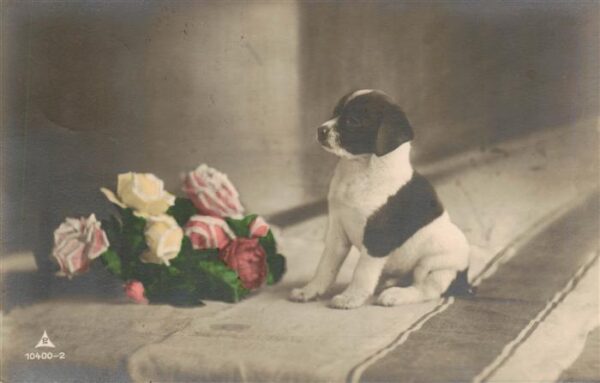 Foto PM Nr. Nr. 10400-2 Hund Blumen
