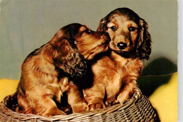 Dackel Dachshund Teckel Hunde dogs Chiens Cani Hunde