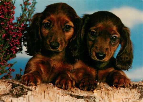 Dackel Dachshund Teckel Hunde dogs Chiens Cani Hunde