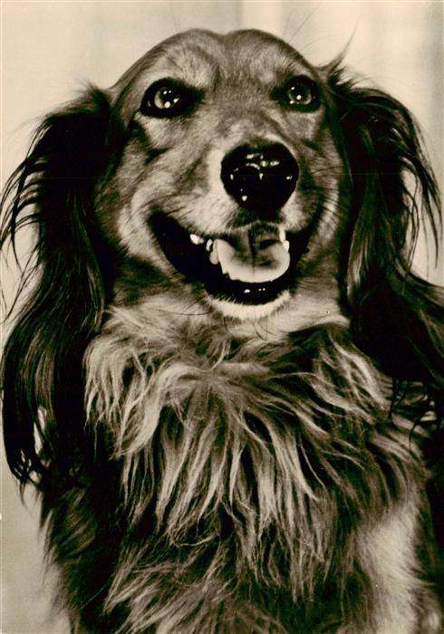 Dackel Dachshund Teckel Hunde dogs Chiens Cani Hund Langhaardackel