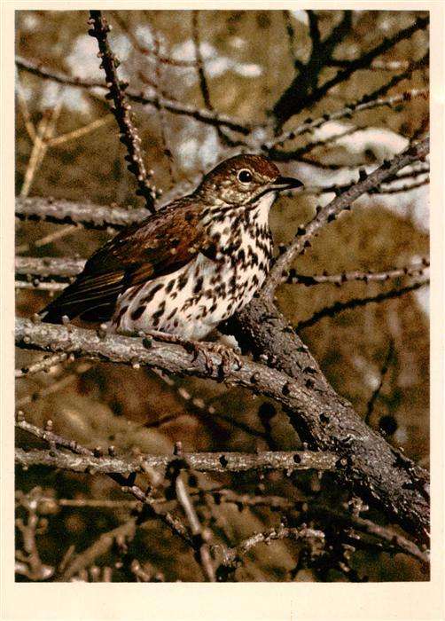 Voegel Birds Oiseaux Singdrossel