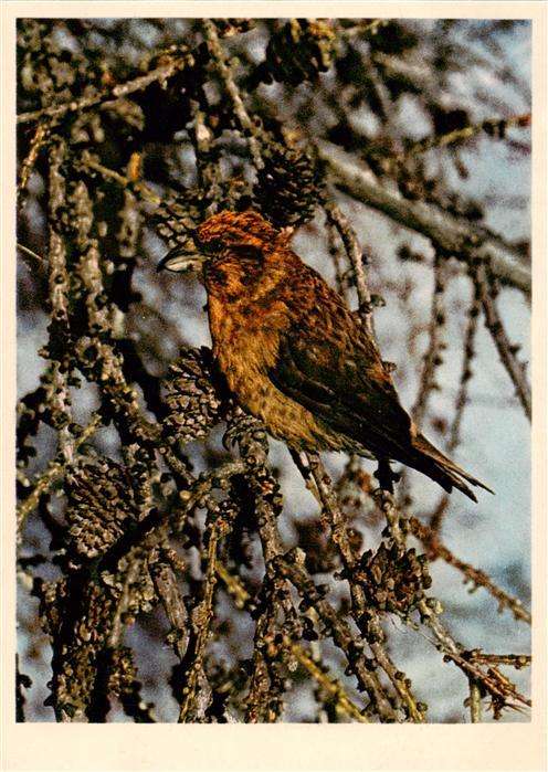 Voegel Birds Oiseaux Fichtenkreuzschnabel