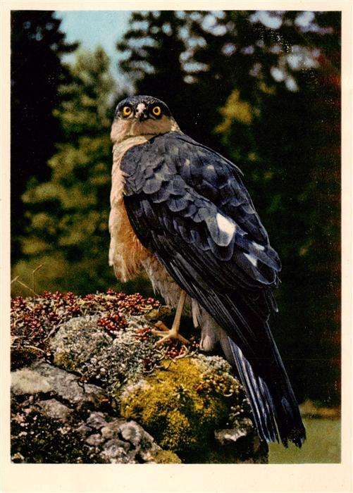 Voegel Birds Oiseaux Sperber