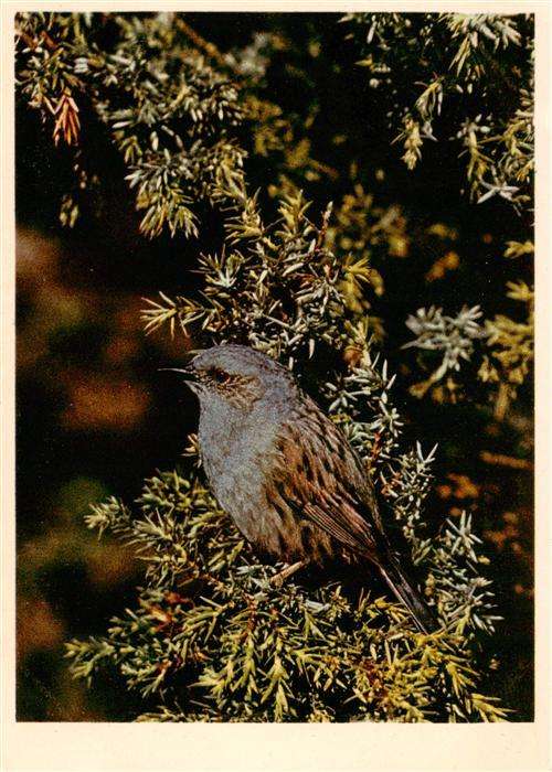 Voegel Birds Oiseaux Heckenbraunelle