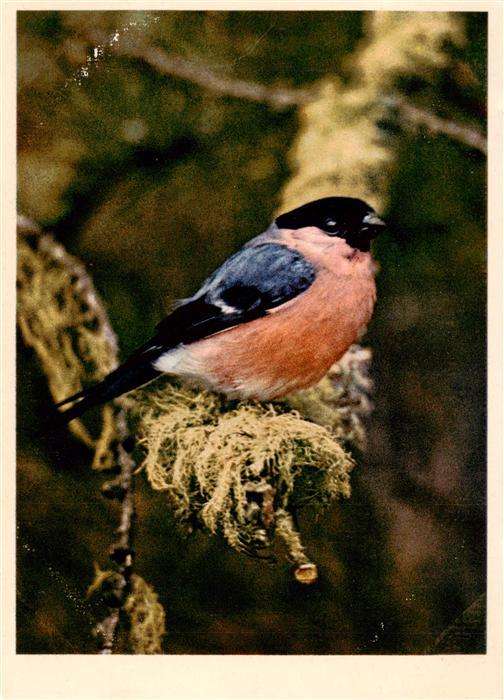 Voegel Birds Oiseaux Fringilidae Gimpel