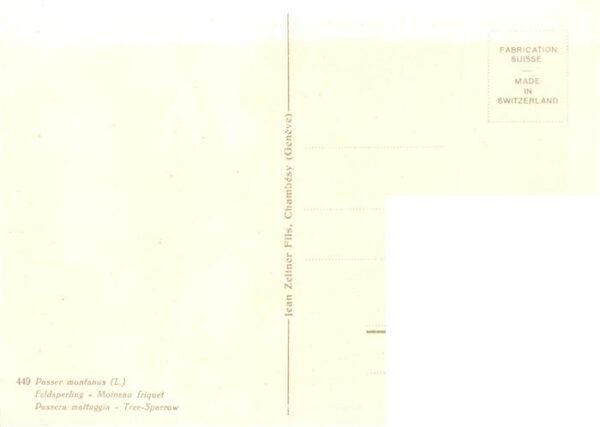 Zeltner C. Nr. 449 Feldsperling – Bild 2