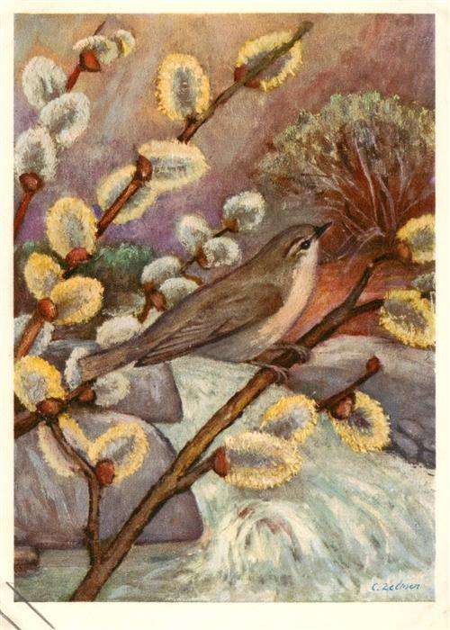 Zeltner C. Nr. 454 Weidenlaubvogel
