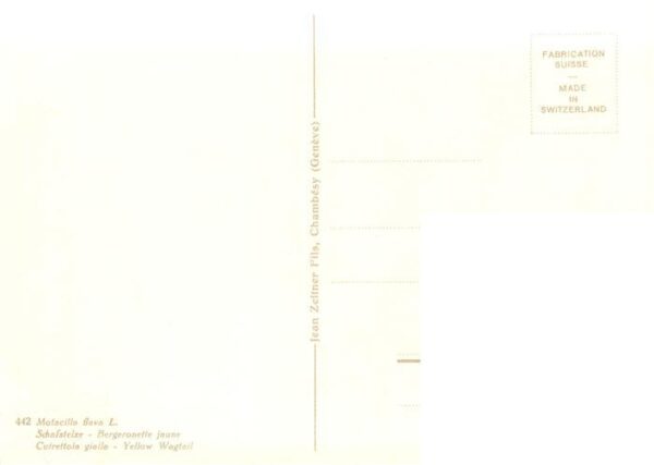 Zeltner C. Nr. 442 Schafstelze – Bild 2