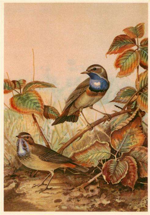 Voegel Birds Oiseaux Weisssterninges Blaukehlchen