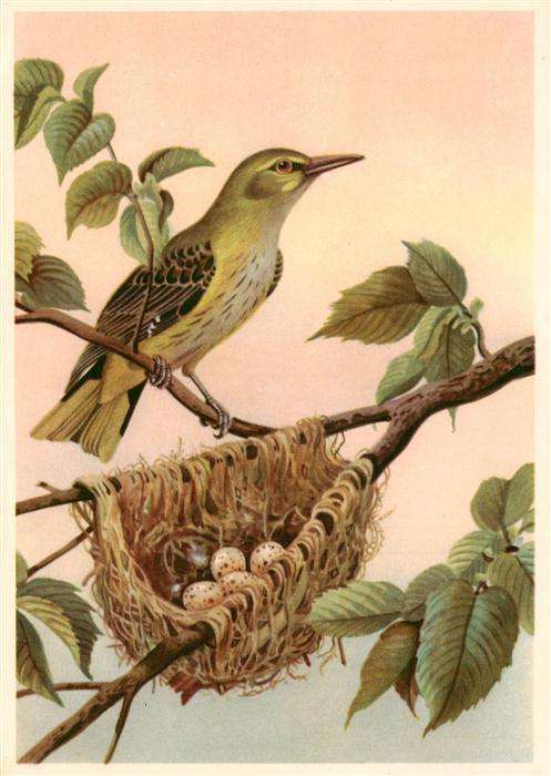 Voegel Birds Oiseaux Pirolweibchen am Nest