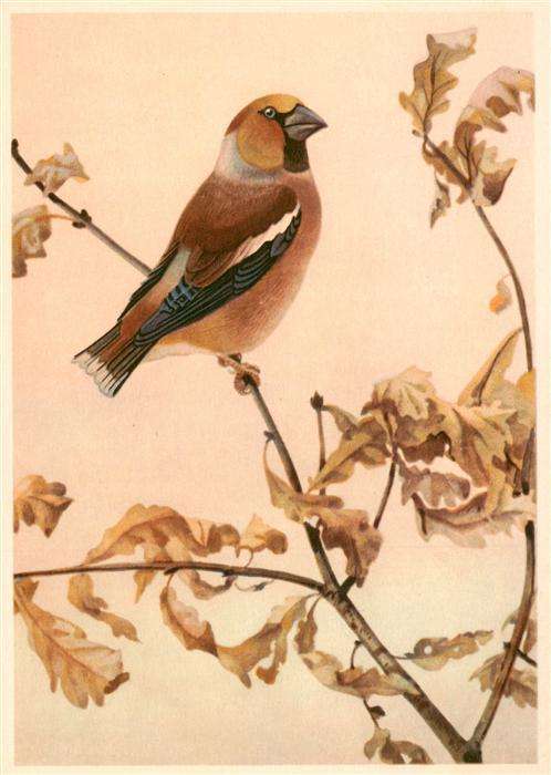 Voegel Birds Oiseaux Kernbeisser