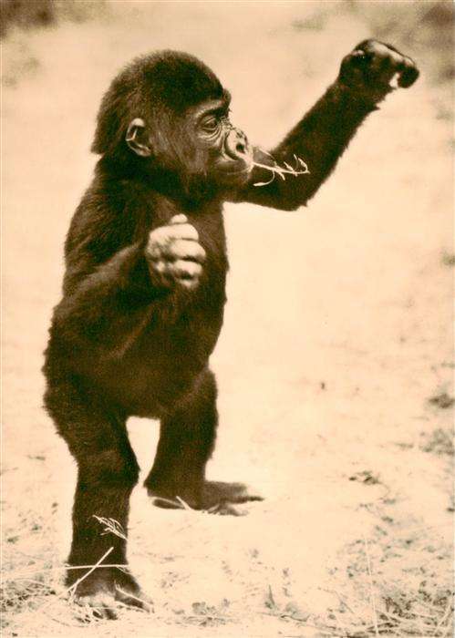 Affen Junger Gorilla