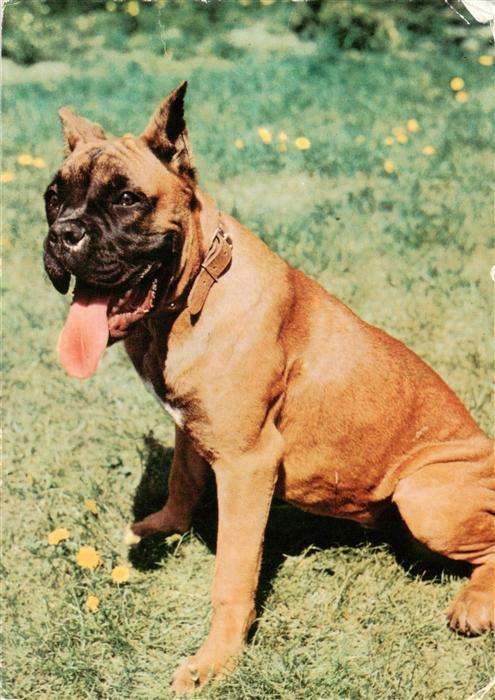 Hunde dogs chiens Deutscher Boxer