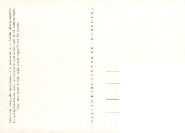 Verlag Bruckmann Nr. Spitzenhorn – Bild 2