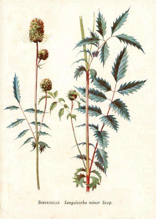 Verlag Bruckmann Nr. Nr. 2 Bibernelle Sanguisorba minor Scop