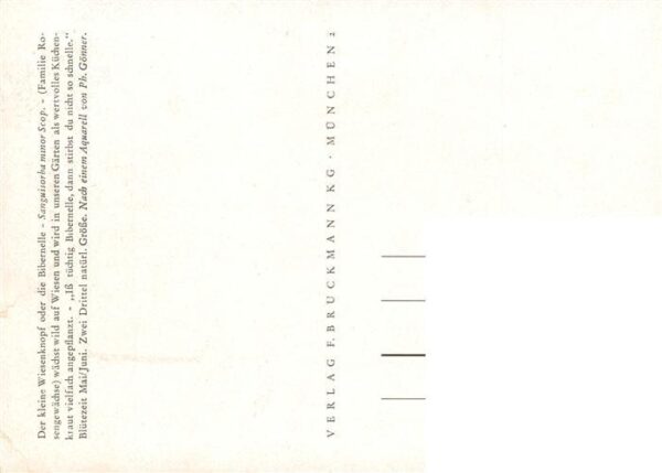 Verlag Bruckmann Nr. Nr. 2 Bibernelle Sanguisorba minor Scop – Bild 2