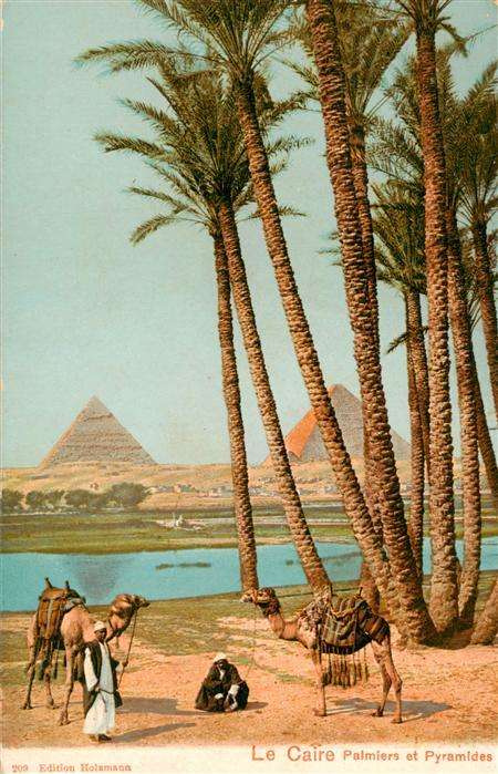 Le Caire  Egypt Palmiers et Pyramides