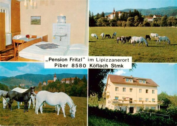 Koeflach Steiermark AT Pension Fritzl Gaestezimmer Lipizzaner auf der Weide