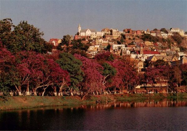 Antananarivo Tananarive Madagaskar Jacarandas au Bord du Lac Anosy