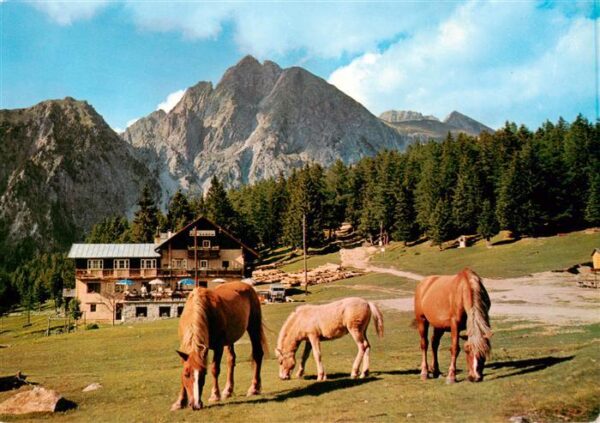 Hafling Avelengo-Falzeben IT Gasthof Alpenrose mit Ifinger Haflinger auf der Wei