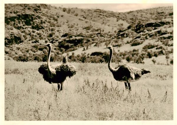 Namibia Strausse im Buschfeld