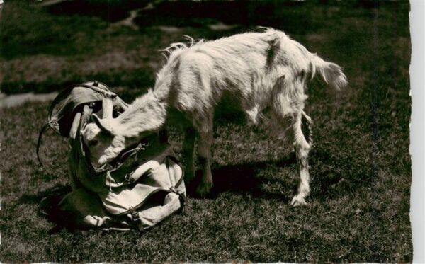 Ziege Goat Chevre Gizi auf Besuch