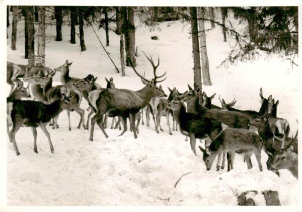 Donnersbach Steiermark AT Wildfuetterung im Donnersbachwald