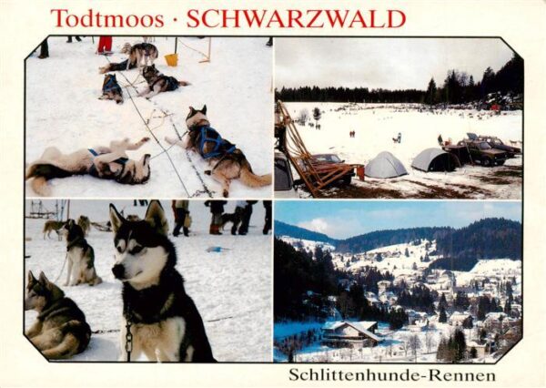 Todtmoos Schlittenhunde Rennen Panorama