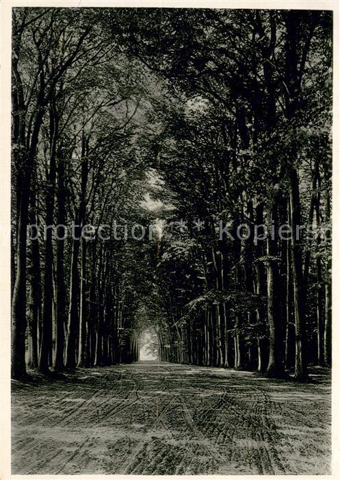 Ulenburg Buchenallee