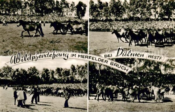 Duelmen Wildpferdefang im Merfelder Bruch