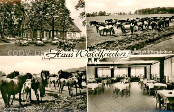 Duelmen wildpferde im Merfelder Bruch und Gasthaus Waldfrieden am Wildpark