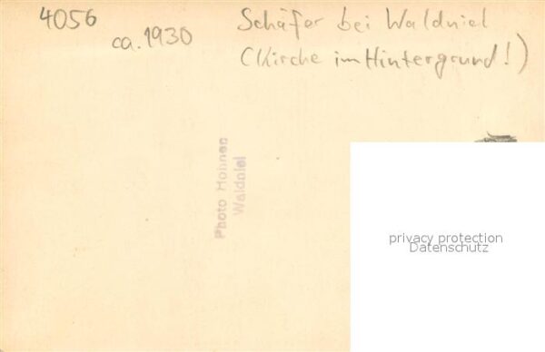 Waldniel Schaefer mit Schafen – Bild 2
