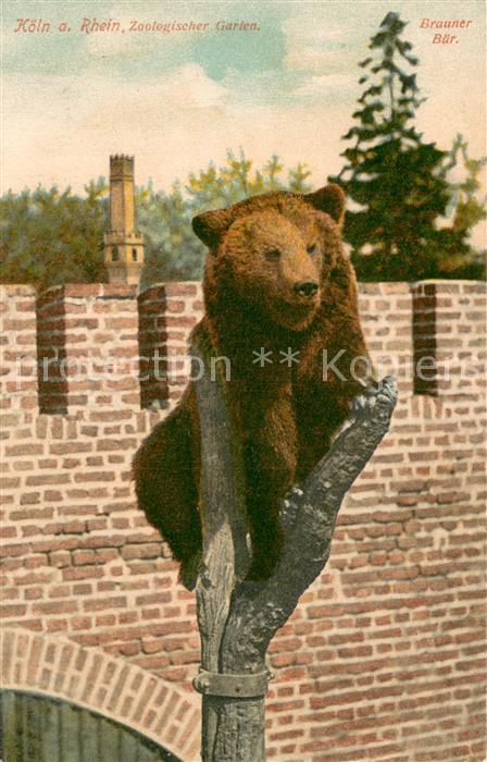 Zoo Koeln a. Rhein Brauner Baer