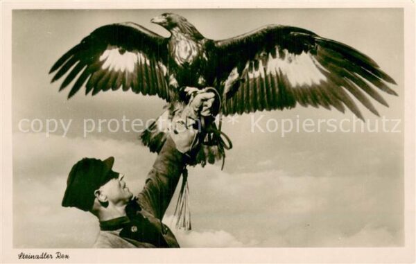 Adler Eagle Aigle Aguila Steinadler Rex