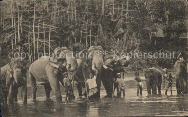 Colombo Ceylon Sri Lanka Elephant Typen