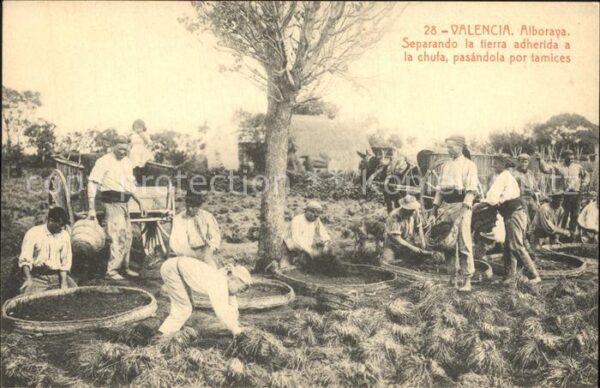 Valencia Valenciana Alboraya Separando la tierra adherida a la chufa pasandola p