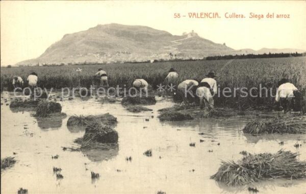 Valencia Valenciana Cullera Siega del arroz